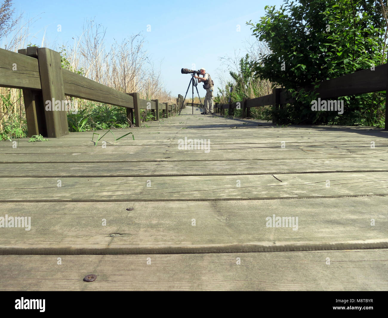 Vogelfotograaf; Bird photographer, Happy Island, Hebei, China Stock Photo