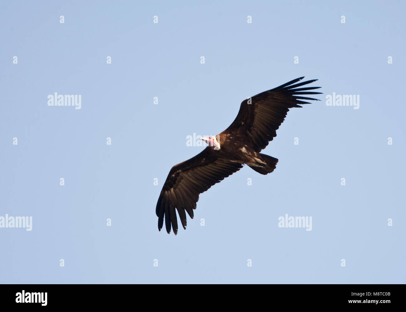 Kapgier vliegend boven kustbos van Gambia;  Hooded Vultures flying above Gambian coastal forest Stock Photo