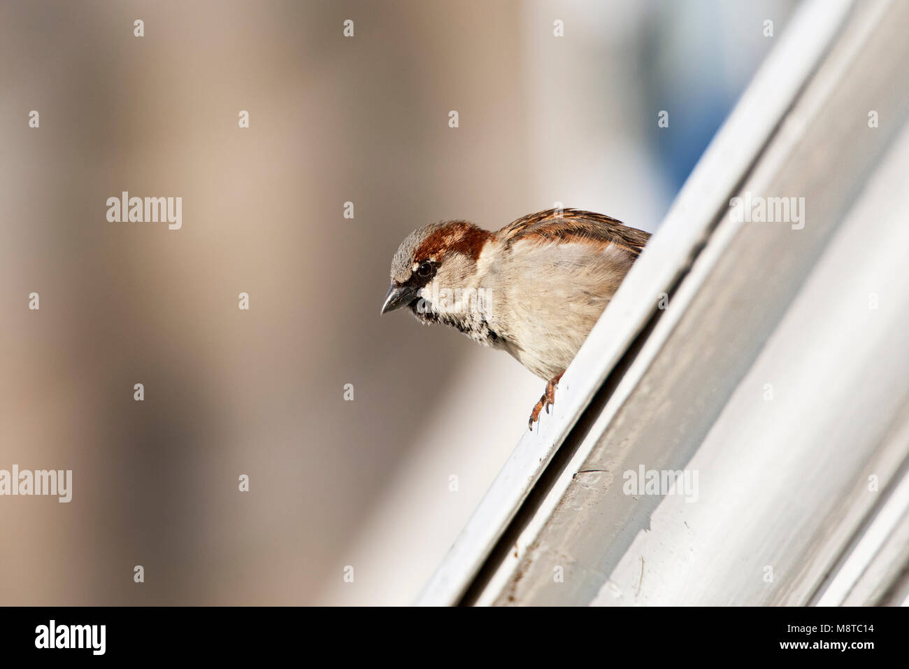 Huismus mannetje zittend op het dak van een huis; House Sparrow male perched on the roof of a house Stock Photo