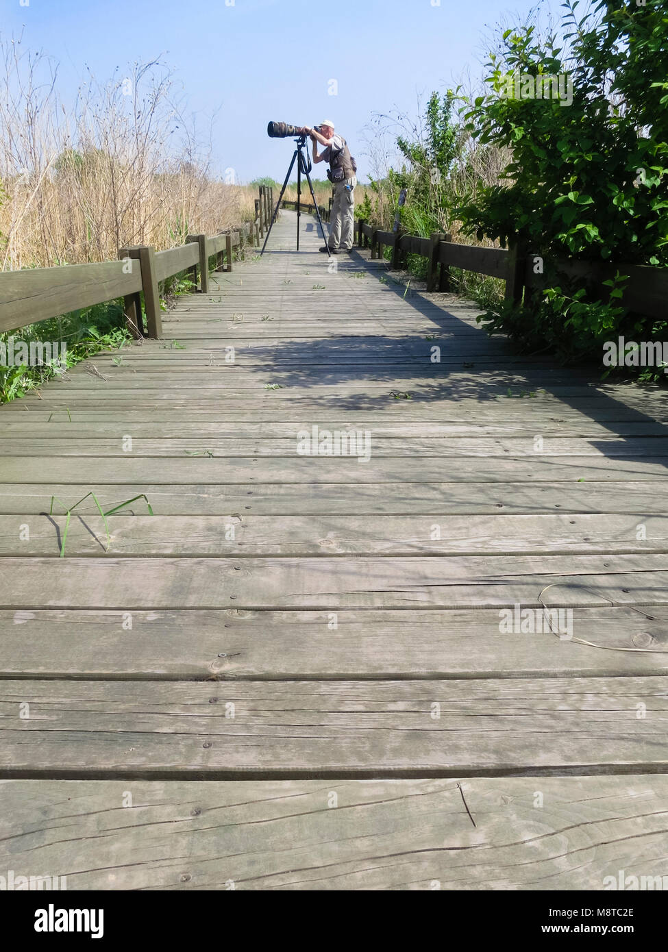 Mannelijke fotograaf met telelens staand op houten wandelpad; Male photographer with zoom lens standing on boardwalk Stock Photo