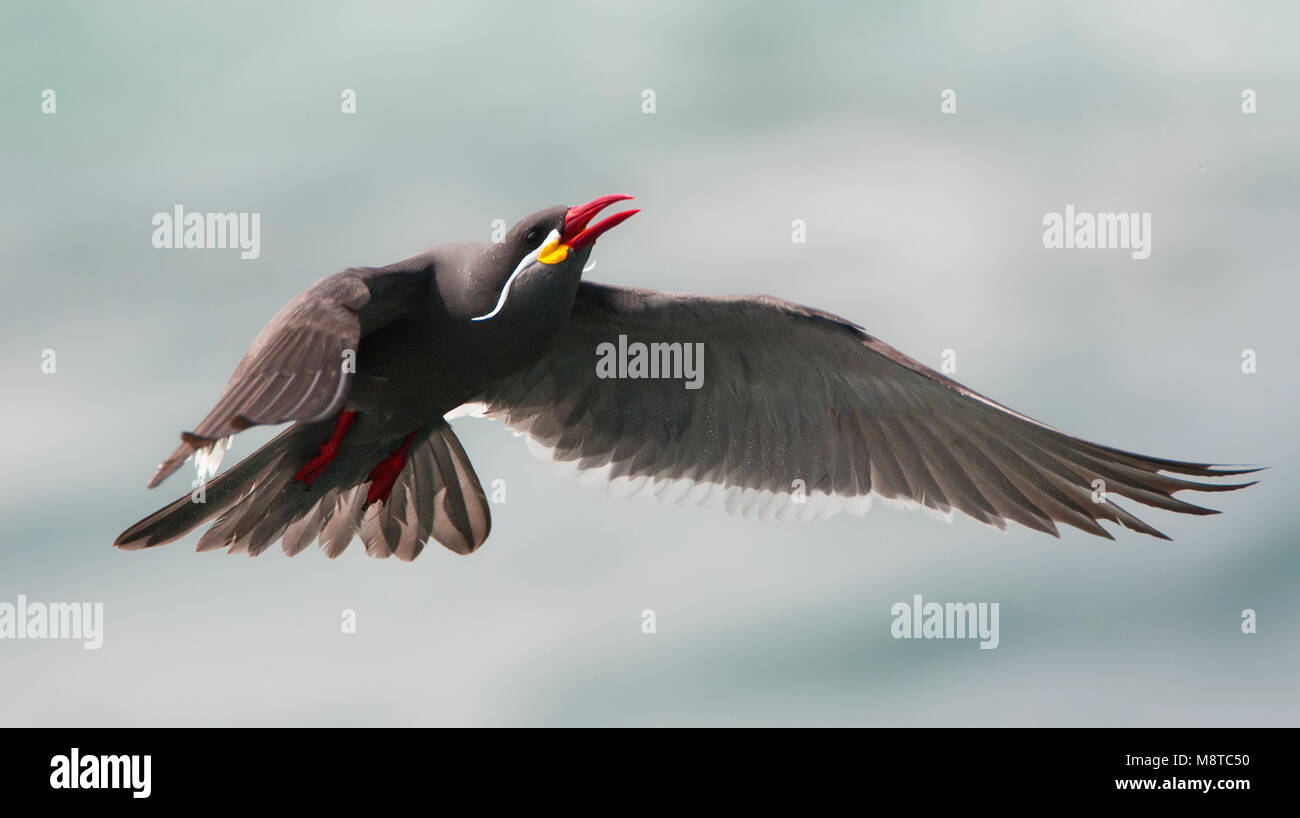 Incastern, Inca Tern, Larosterna inca Stock Photo