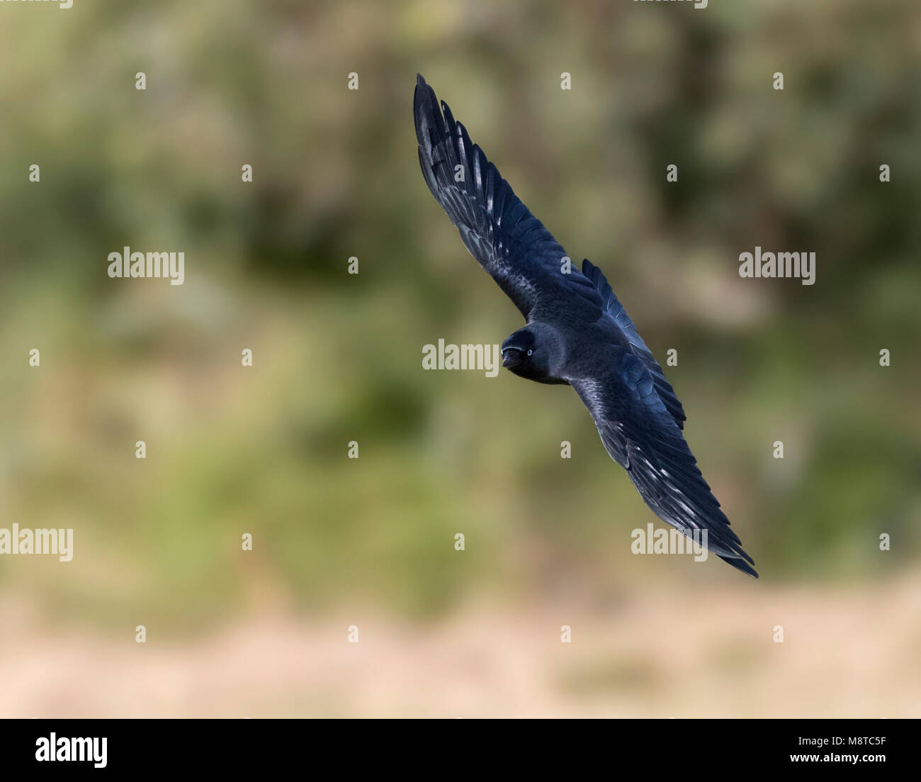 Kauw; Western Jackdaw (Corvus monedula) Stock Photo