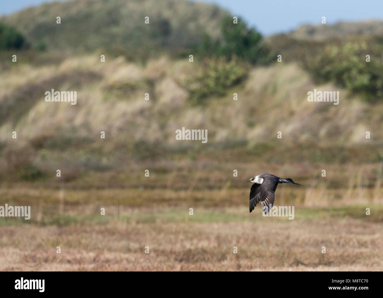 Arctic Skua (Stercorarius parasiticus) adult moulting to winter plumage in flight in front of dunes on the island of Vlieland Stock Photo