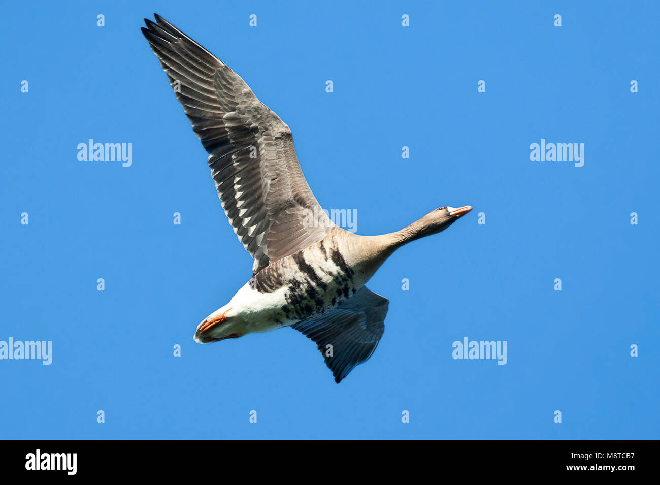 Kolgans, Greater Whitefronted Goose, Anser albifrons Stock Photo