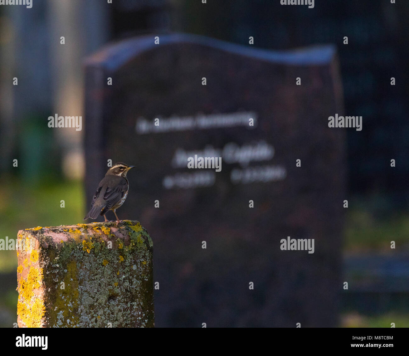 Koperwiek op doortrek op kerkhof van Vlieland; Redwing (Turdus iliacus) during migration stop at Vlieland Stock Photo