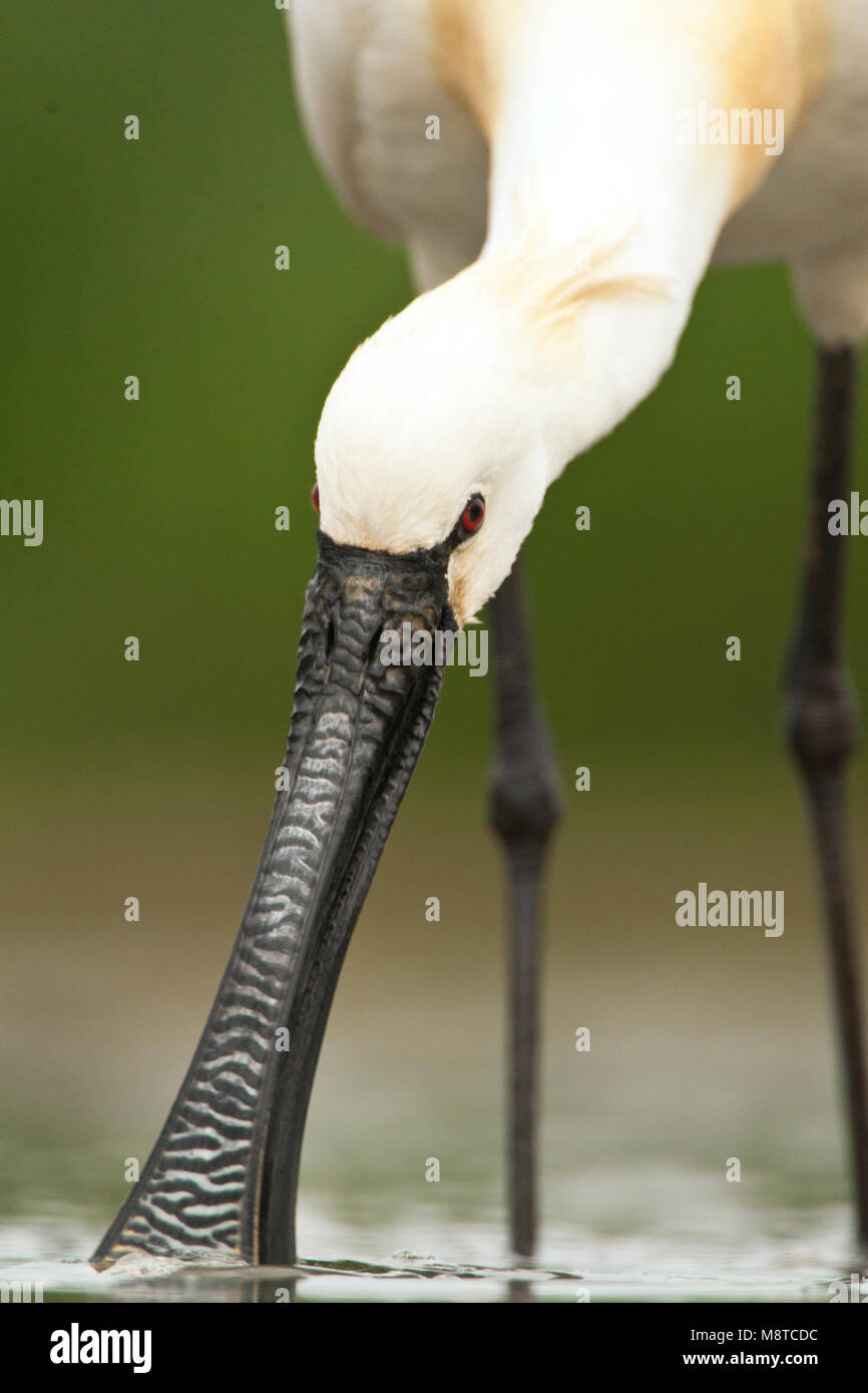 Foeragerende Lepelaar van heel dichtbij; Foraging Spoonbill up close and personal Stock Photo
