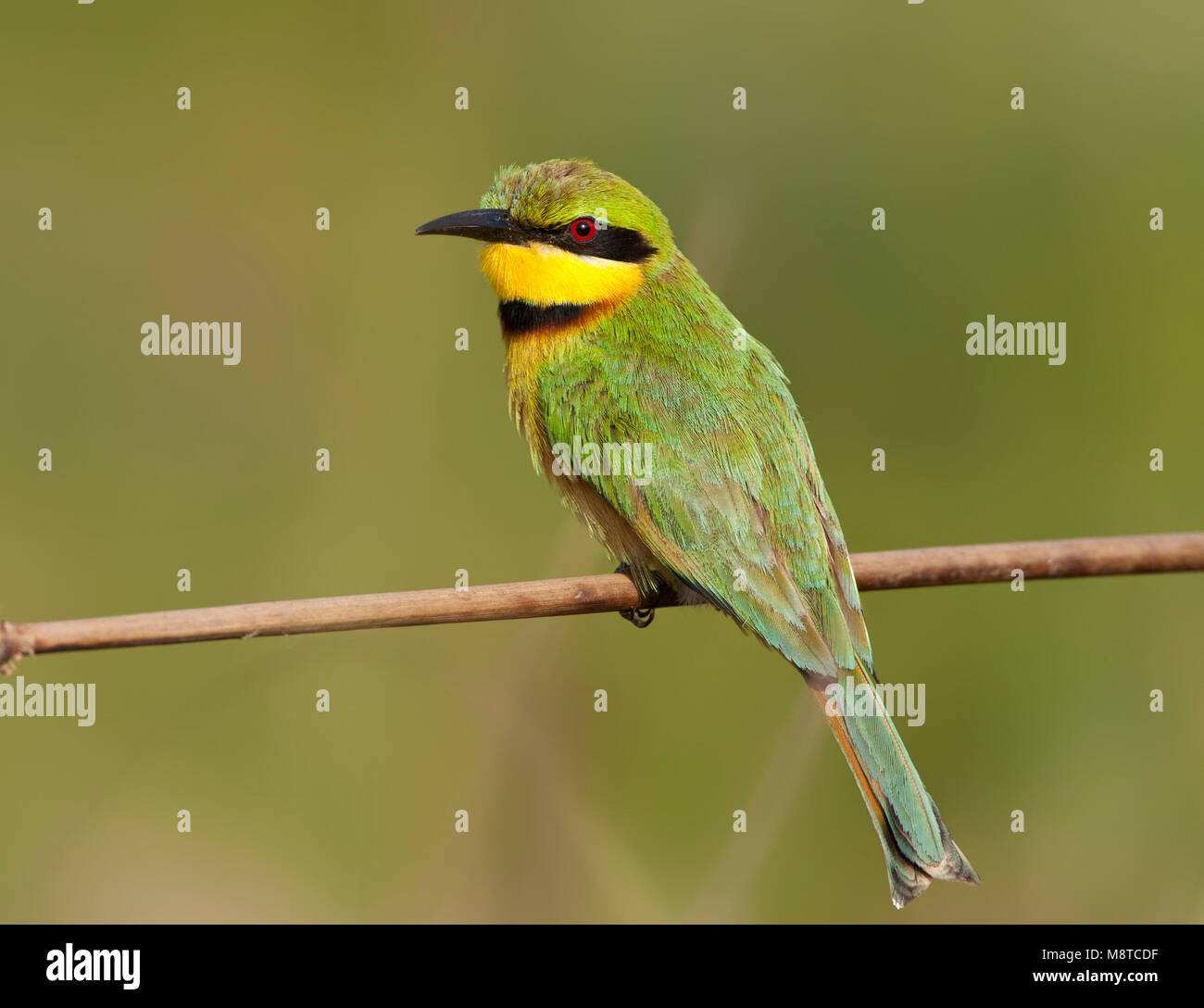 Dwergbijeneter, Little Bee-eater, Merops pusillus Stock Photo