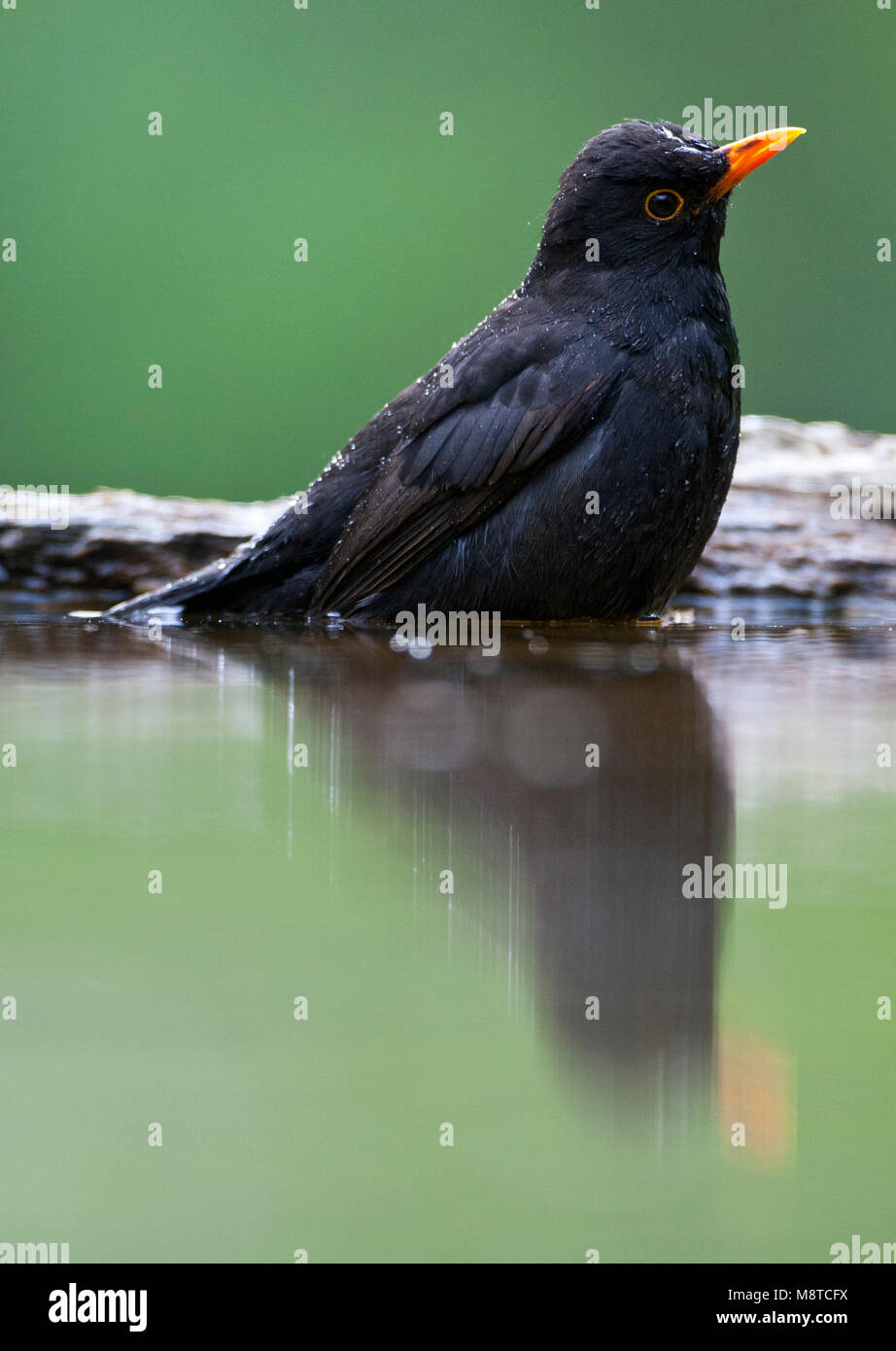 Mannetje Merel zittend in het water met spiegelbeeld; Male Blackbird sitting in the water with its reflection Stock Photo