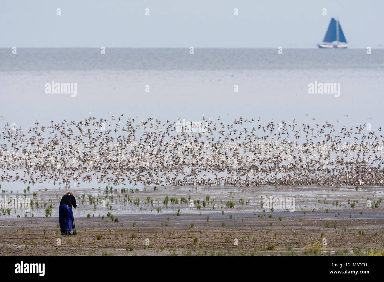 Vrouw fotografeert een zwerm opvliegende vogels; Woman photographing a flock of birds taking off Stock Photo