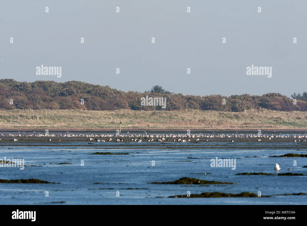 Vogels foeragerend in Vliehors; Birds foraging at Vliehors Stock Photo