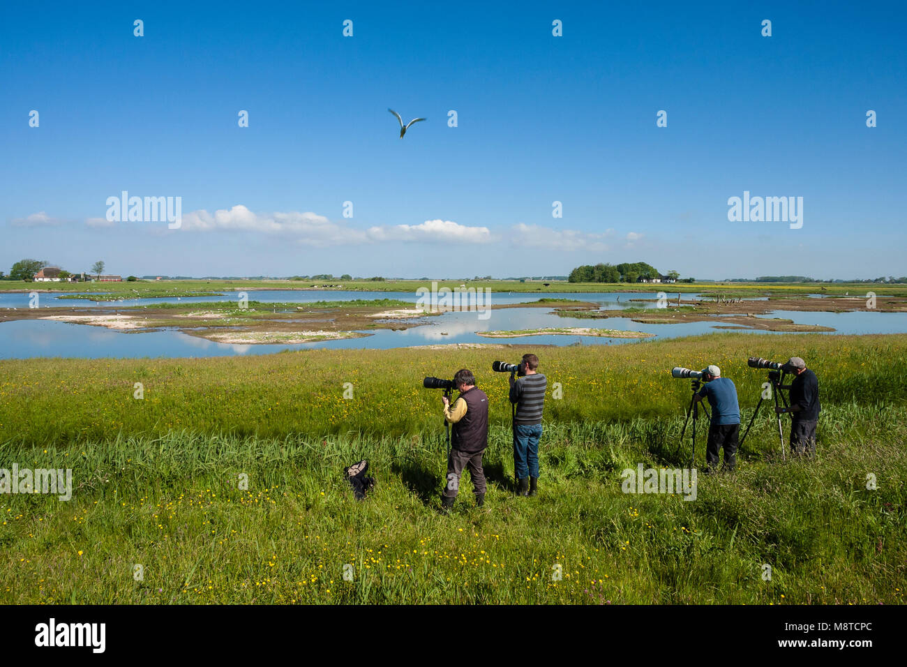 Vogelfotografen in actie bij waterplas met vogels; Bird Photographers in action at lake with birds Stock Photo