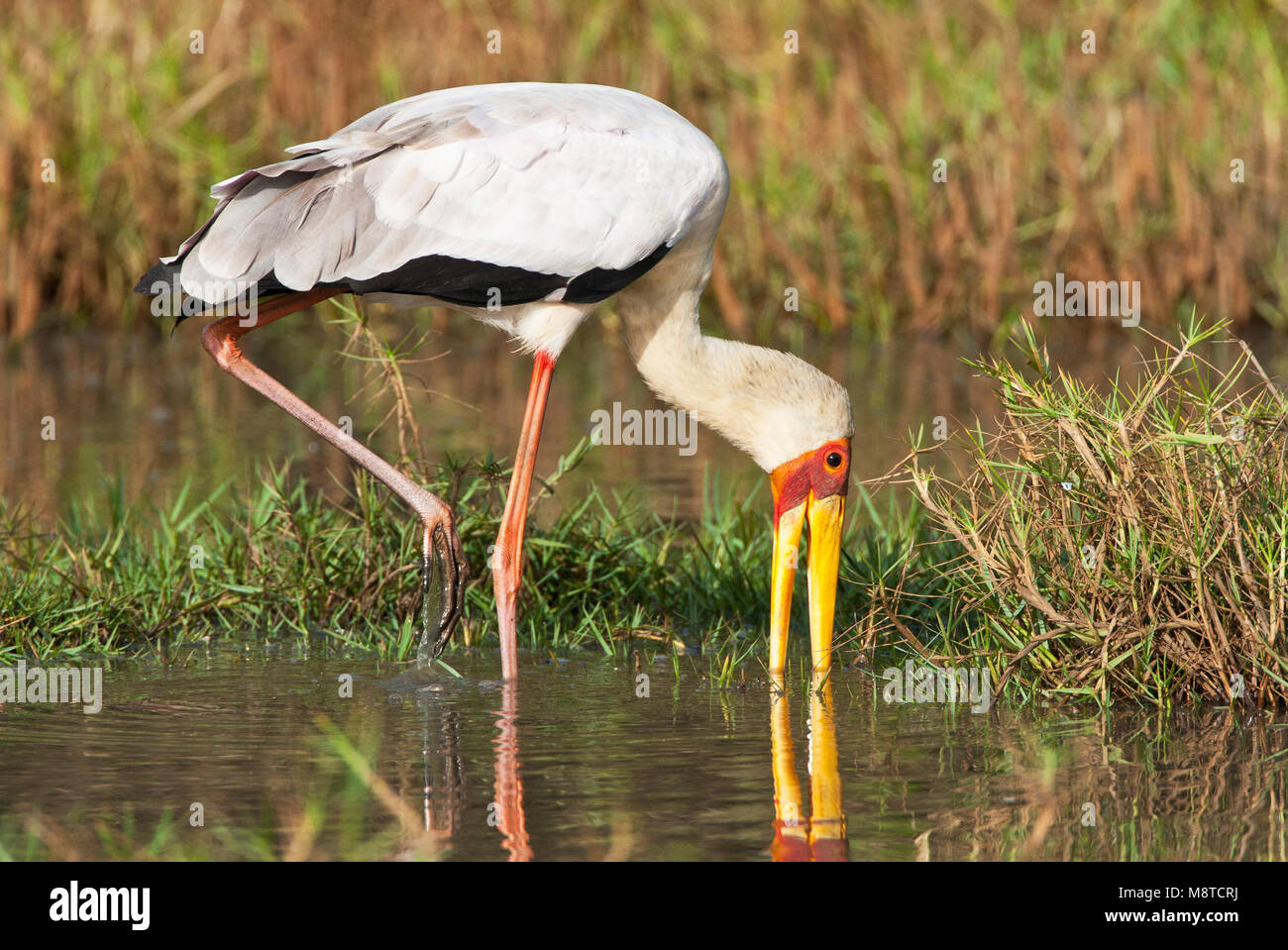 Voedsel zoekende Afrikaanse Nimmerzat; Foraging adult Yellow-billed Stork Stock Photo