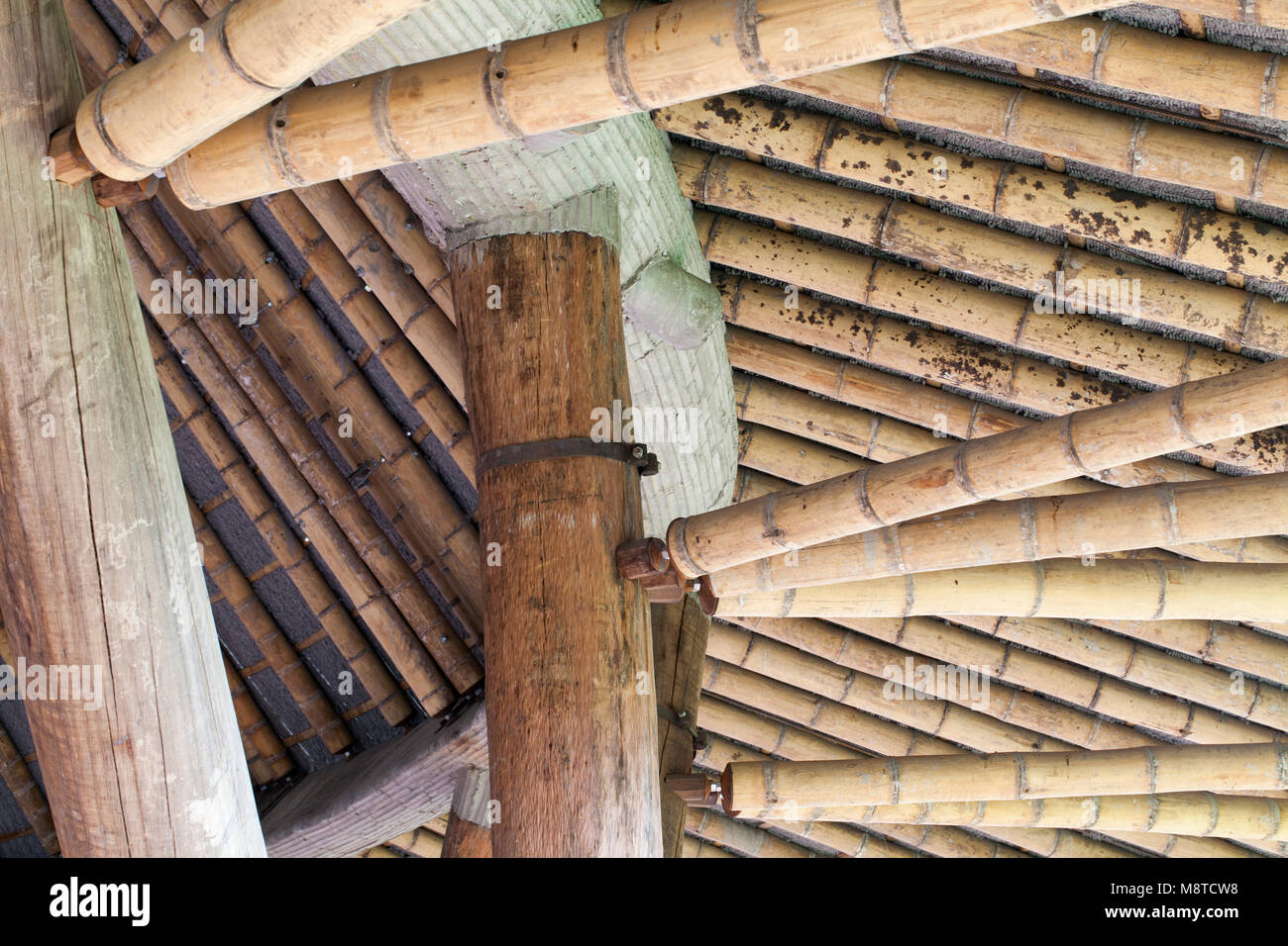 Bamboo canopy structure. La Cúpula, Bogota, Colombia. Architect: Simón Vélez, 2012. Stock Photo