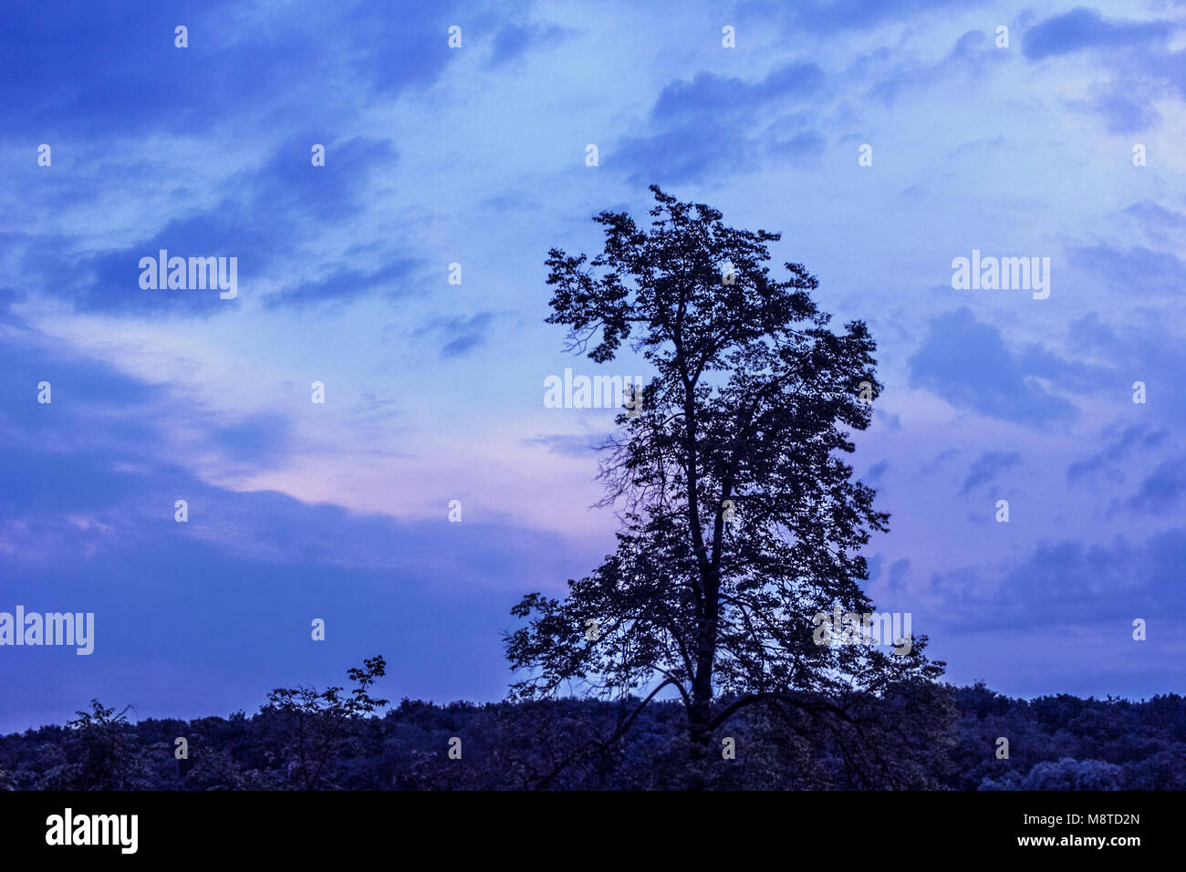 Summer high tree on blue sunset background Stock Photo - Alamy