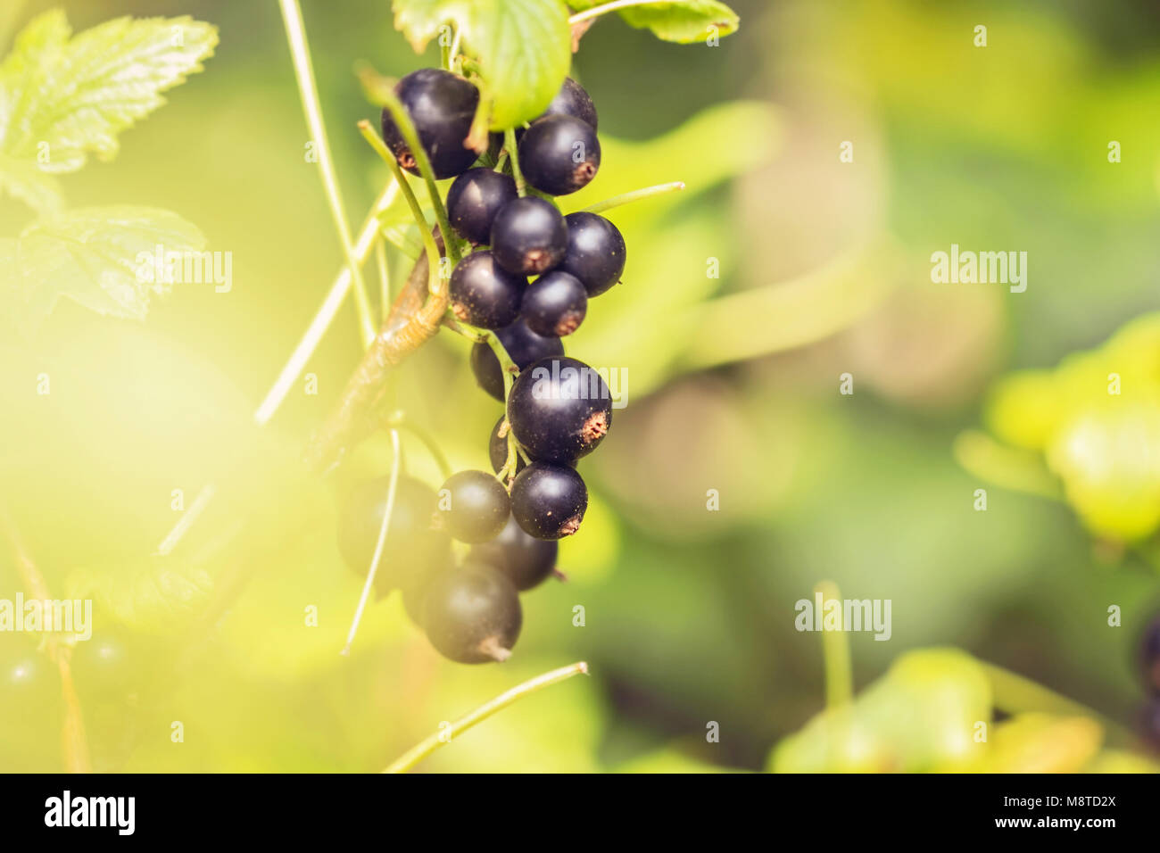 Ripe black currant on branch at summer day Stock Photo