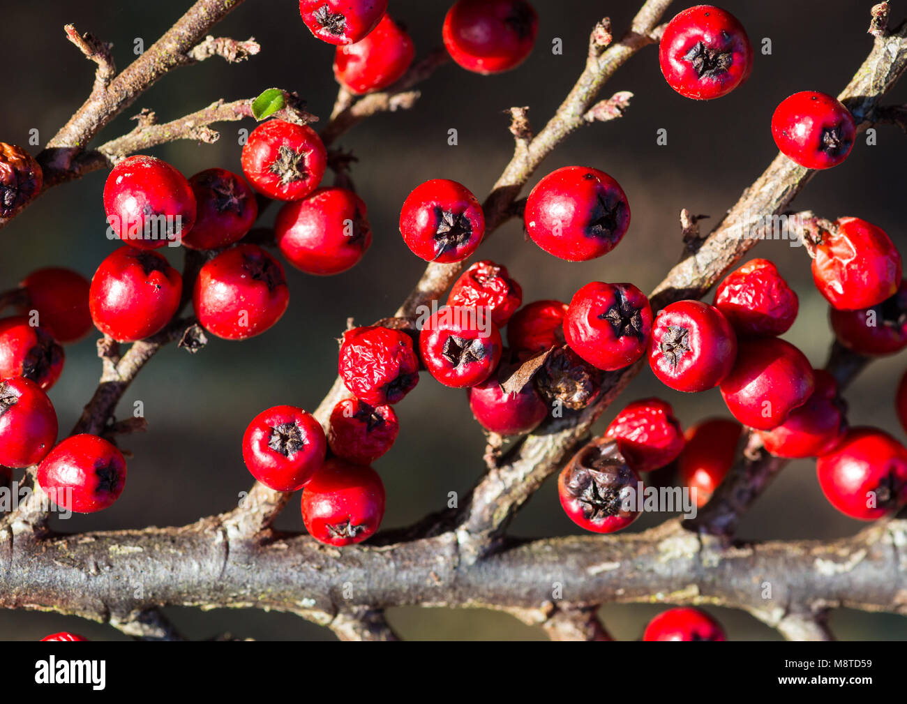 A macro shot of some red cotoneaster berries. Stock Photo