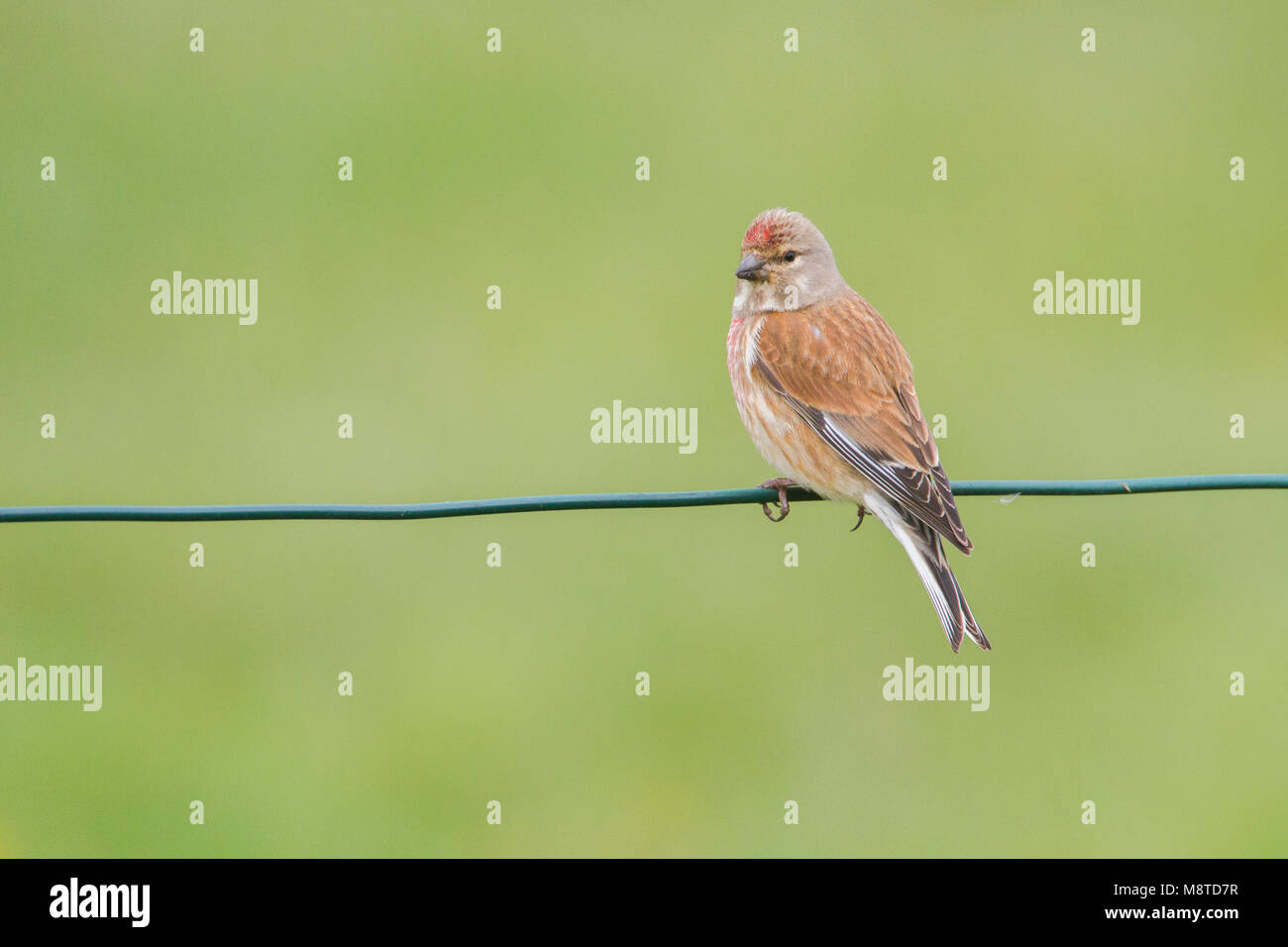 Kneu zit op tak; Common Linnet perched on branch Stock Photo