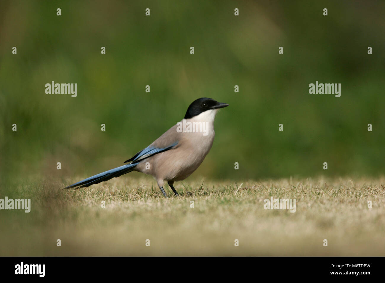 Azure-winged Magpie on ground Portugal, Blauwe Ekster op grond Portugal Stock Photo