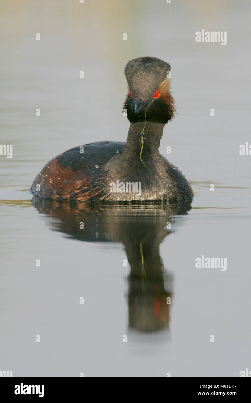 Geoorde Fuut in zomerkleed; Black-necked Grebe in summerplumage Stock Photo