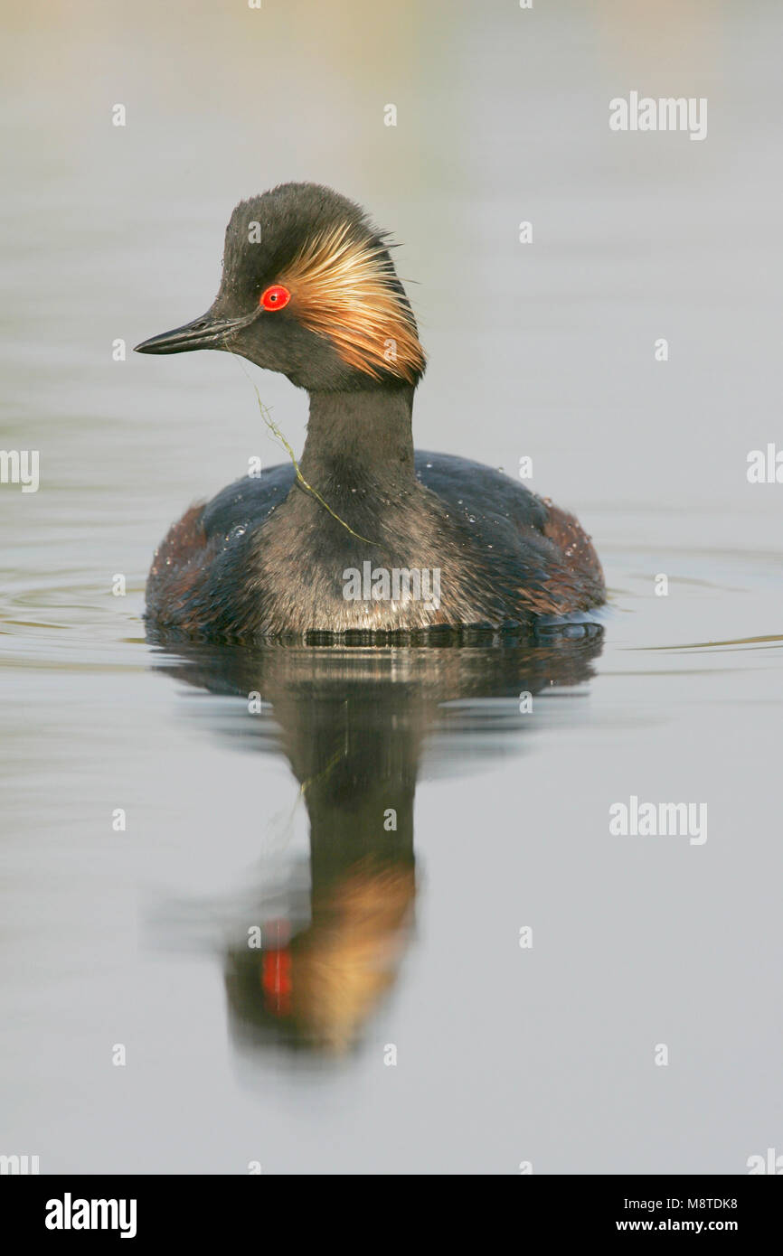 Geoorde Fuut in zomerkleed; Black-necked Grebe in summerplumage Stock Photo