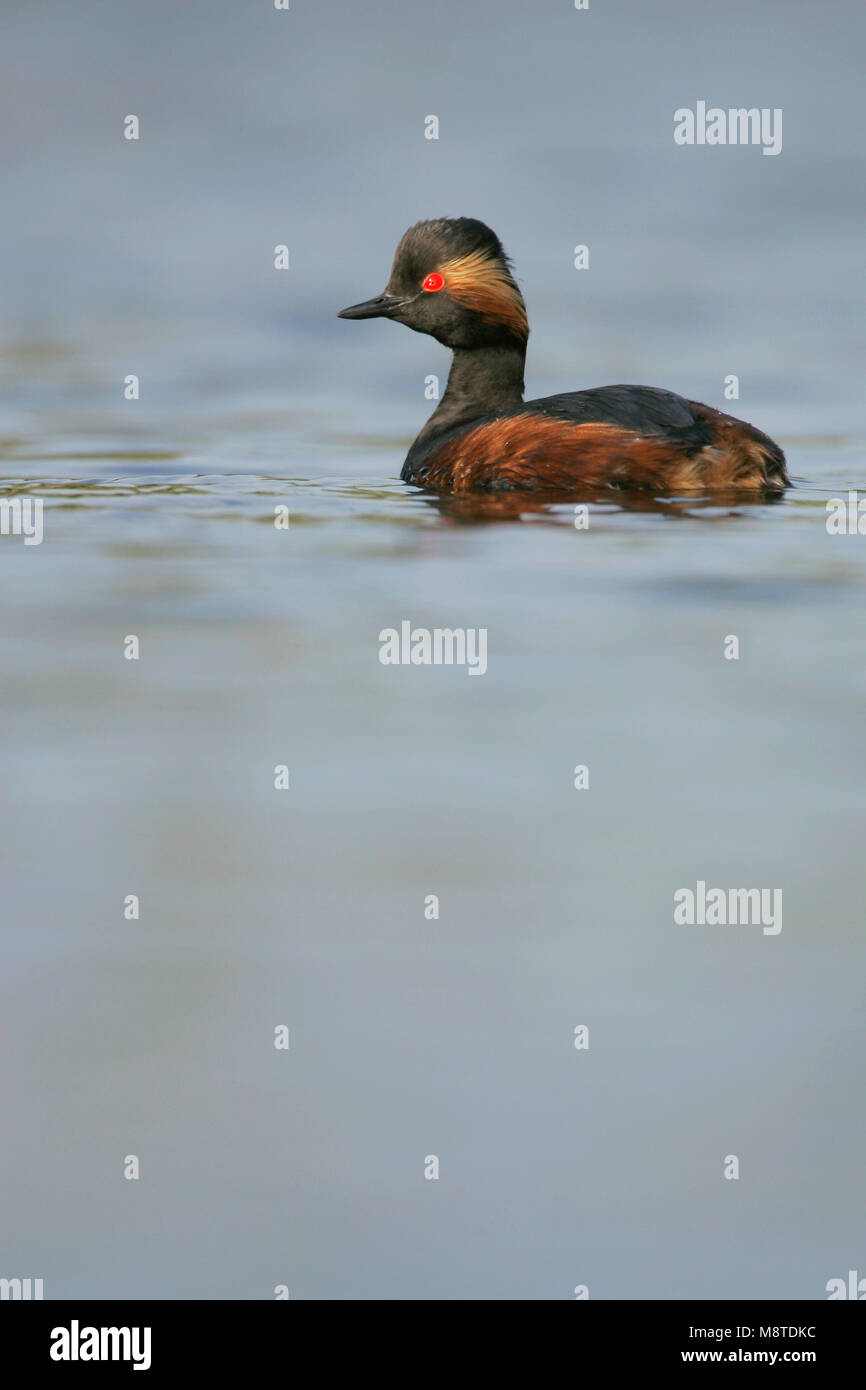 Geoorde Fuut in zomerkleed; Black-necked Grebe in summerplumage Stock Photo