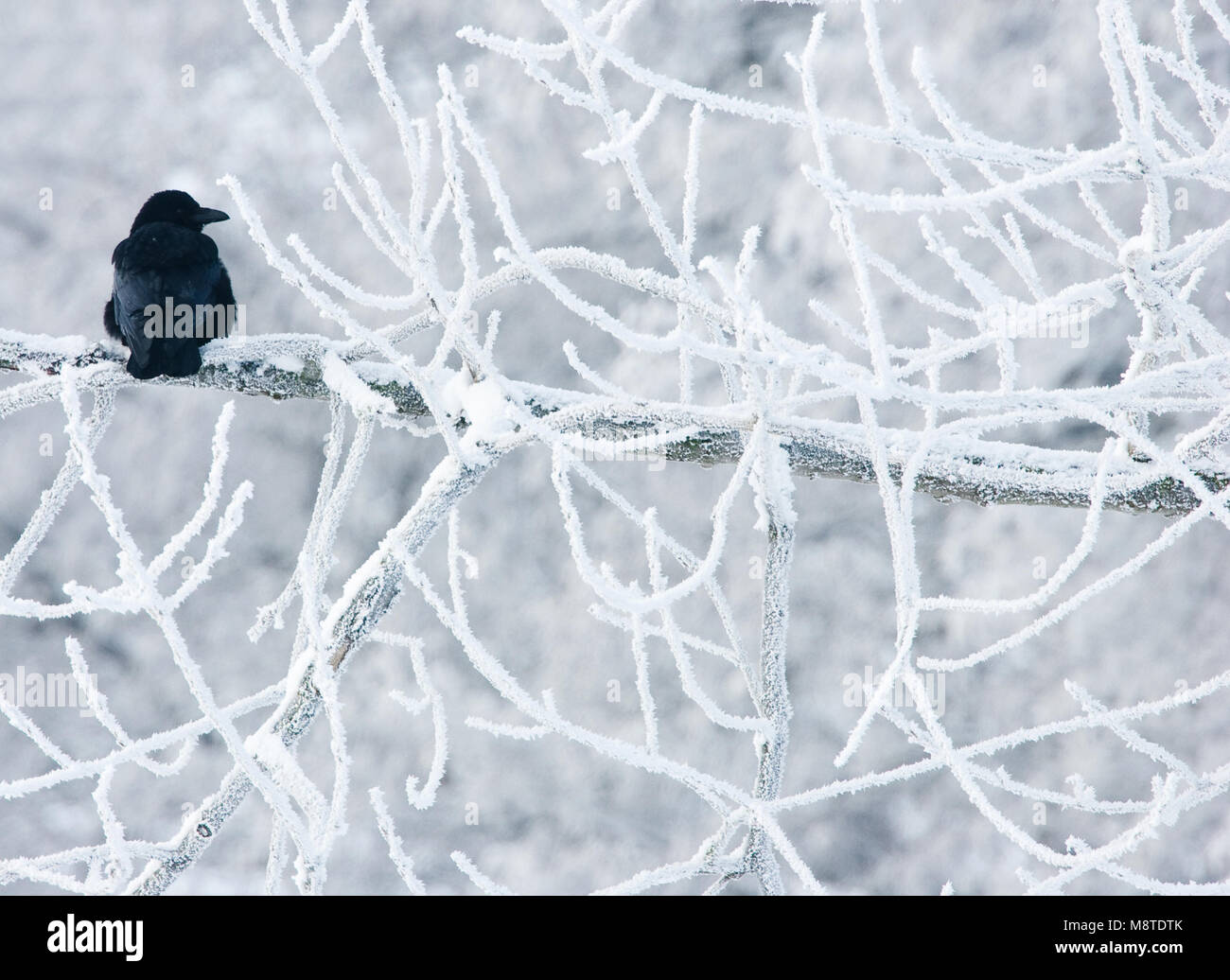 Zwarte Kraai zittend in besneeuwde boom;  Carrion Crow perched in tree with snow Stock Photo