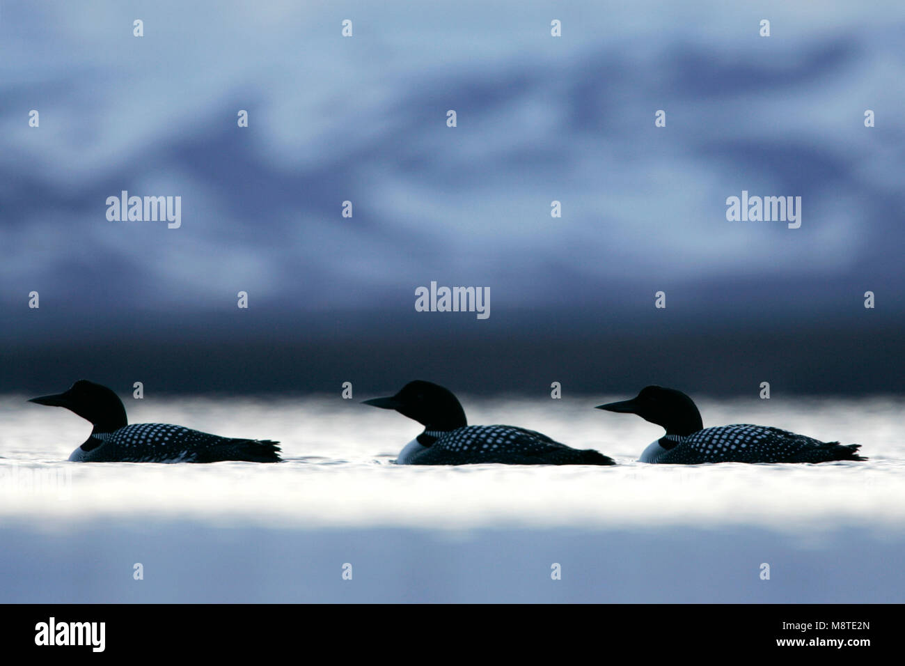 Lake with loon hi-res stock photography and images - Page 8 - Alamy