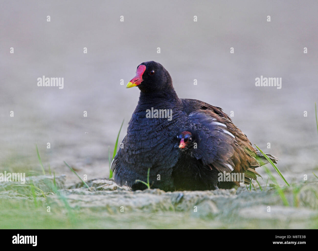 Volwassen Waterhoen met jong; Adult Common Moorhen with young Stock ...