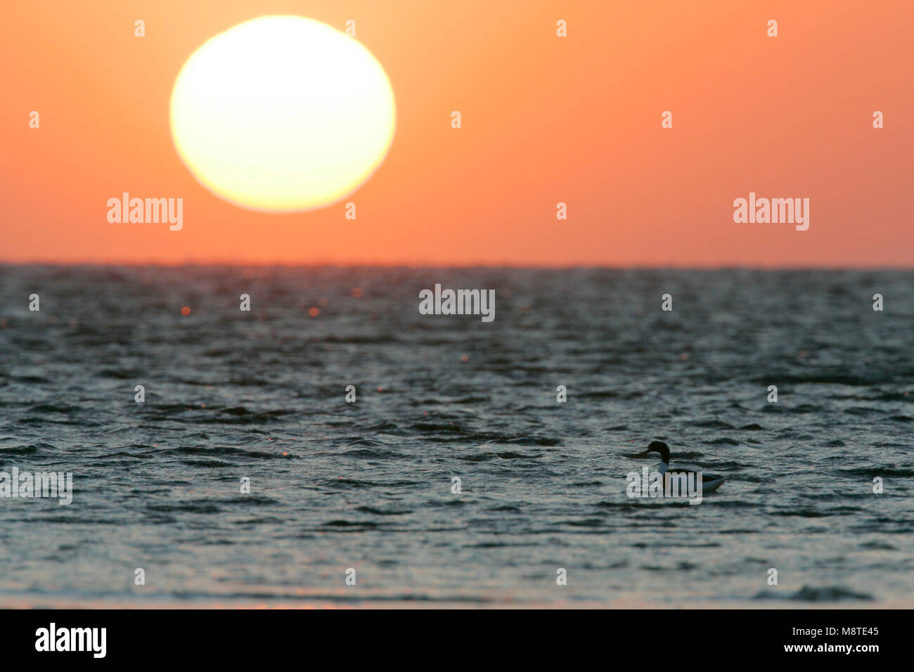 Bergeend met zonsondergang; Common Shelduck in sunset Stock Photo