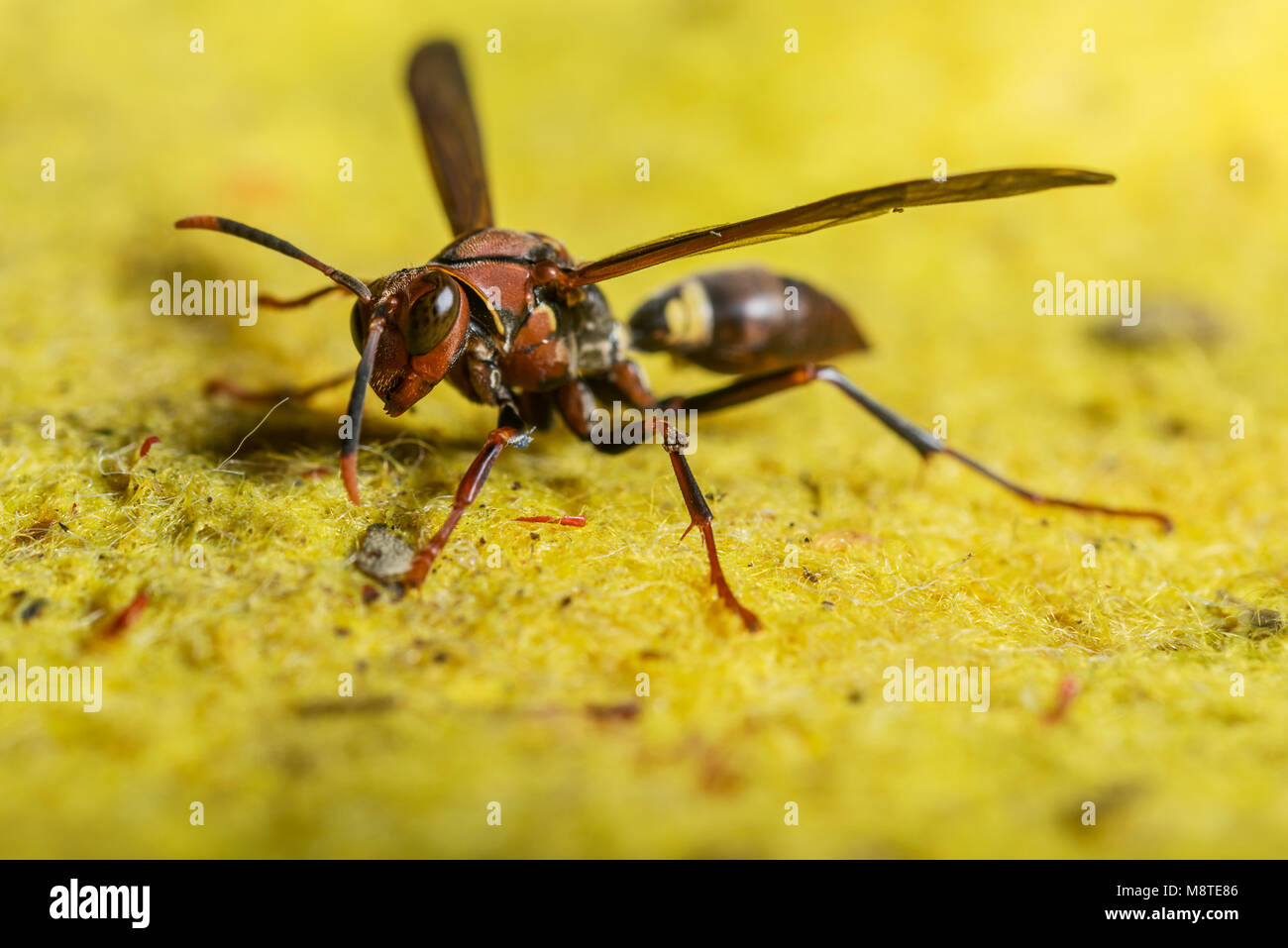 macro image of an orange wasp on a yellow fabric Stock Photo Alamy