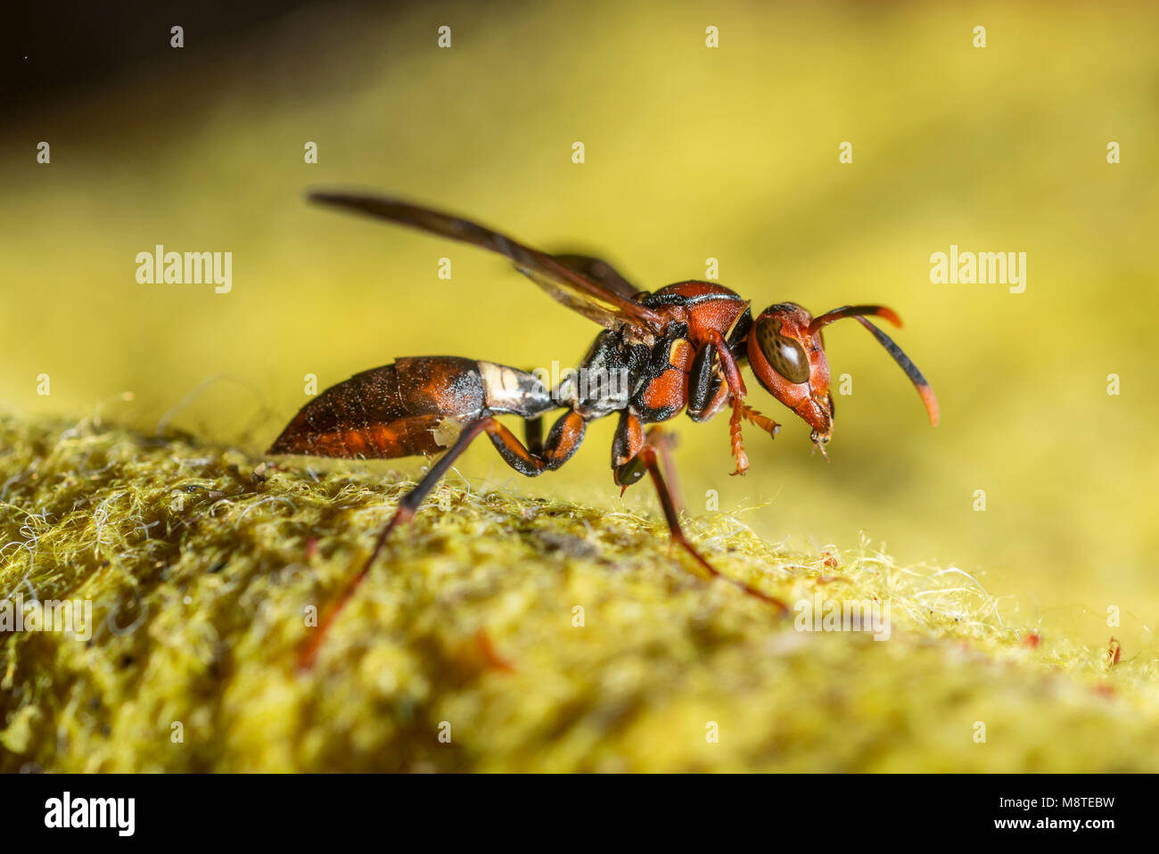 macro image of an orange wasp on a yellow fabric Stock Photo Alamy