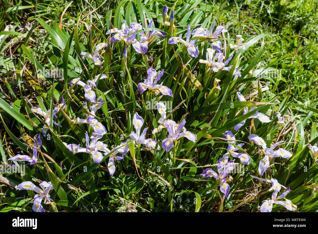 Oregon Iris or Iris tenax is native to the Pacific Northwest Stock Photo