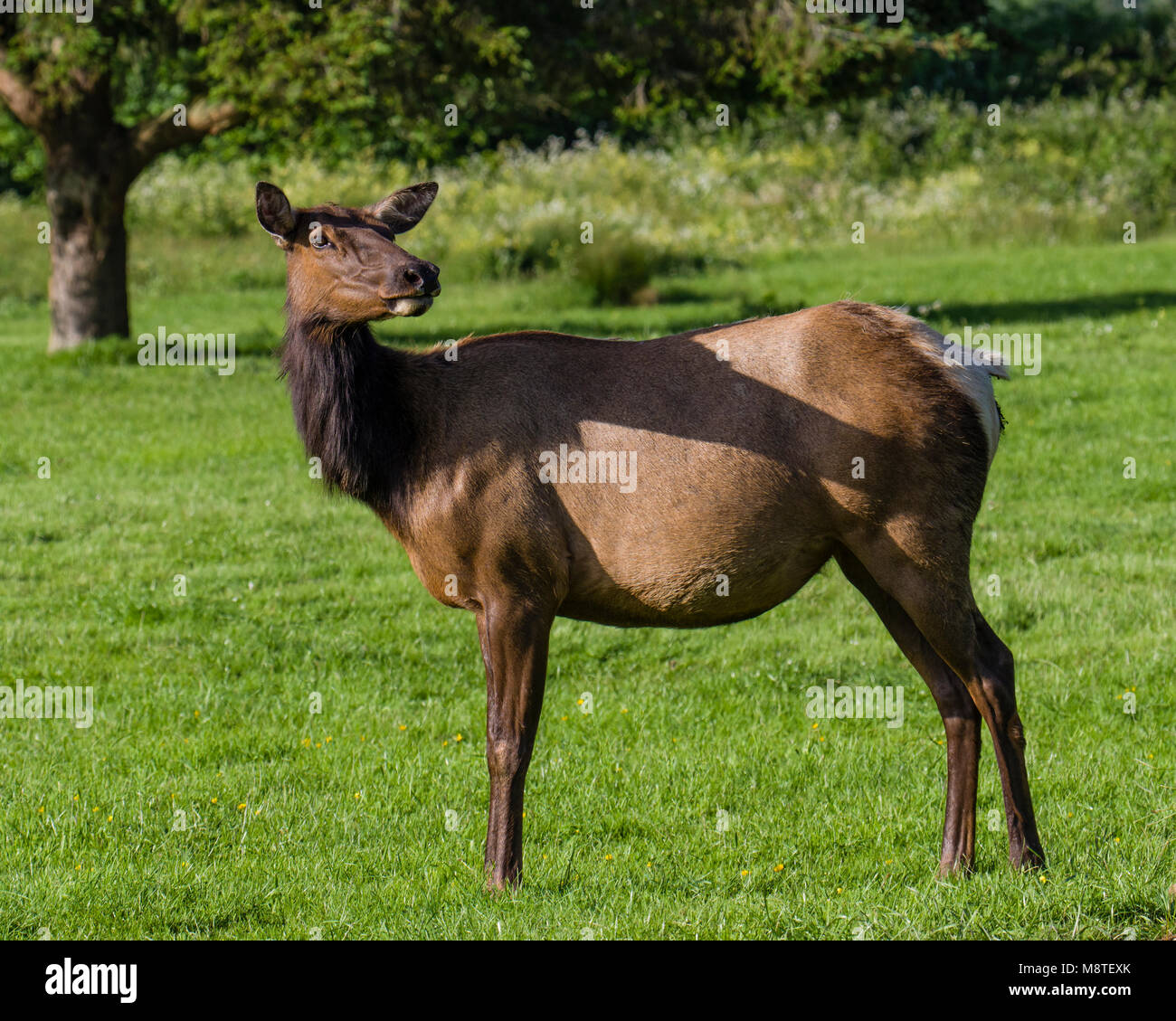 Elk grazing in a grassy lawn near Trinidad, California Stock Photo