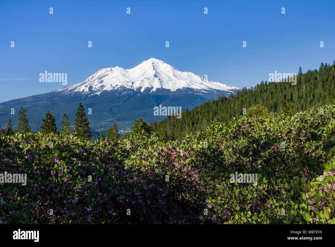 View of Mt Shasta a volcano in northern California showing the snow pack. Stock Photo