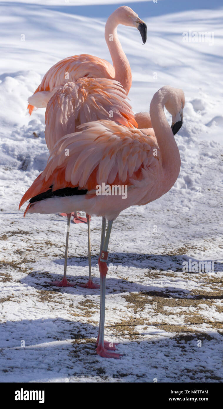 Chilean Flamingo Calgary Zoo Alberta Canada Stock Photo