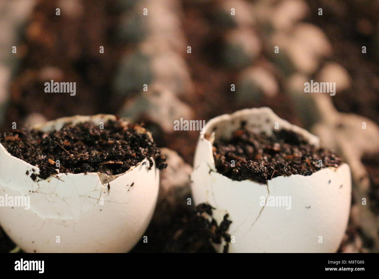 eco friendly ways to grow seeds and help the environment. egg shells ...