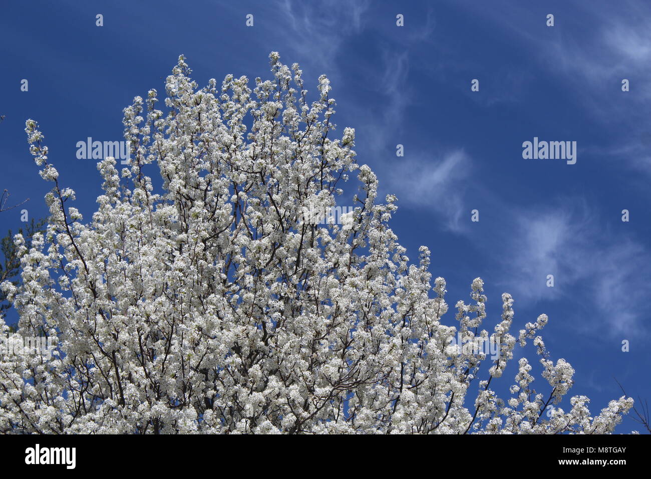 Blooming pear tree limbs against the sky. Stock Photo
