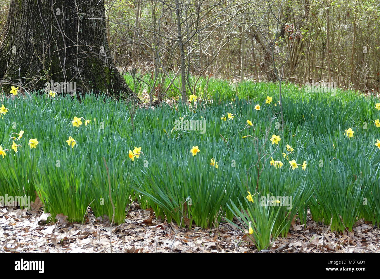 Easter Lilies or Daffodils are a beautiful spring flower are symbol of