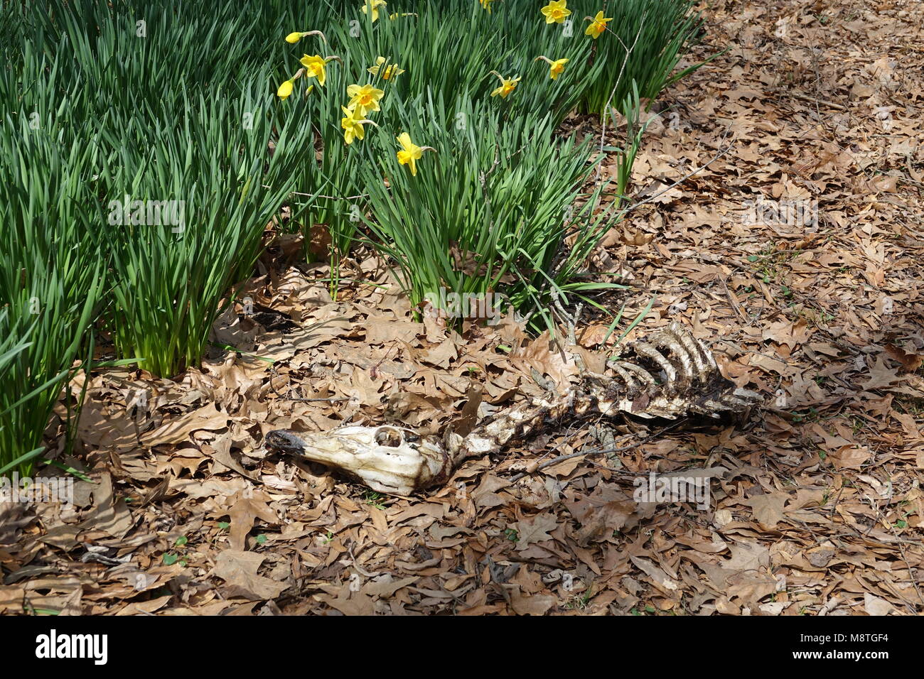 Easter Lilies or Daffodils are a beautiful spring flower are symbol of the resurrection of Jesus Christ. Stock Photo