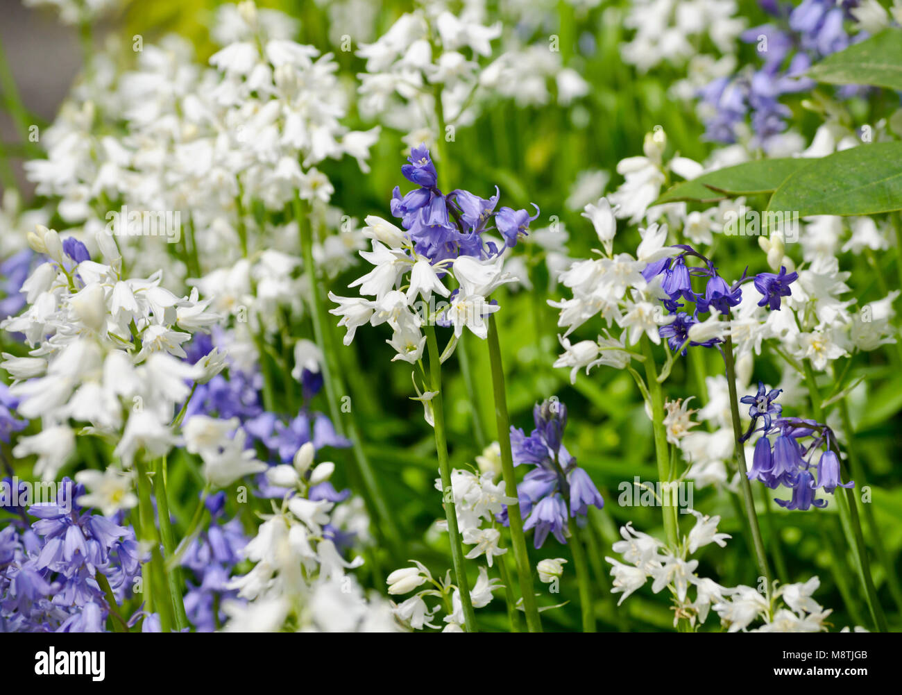 White and blue Spanish bluebell flowers. Spanish bluebells