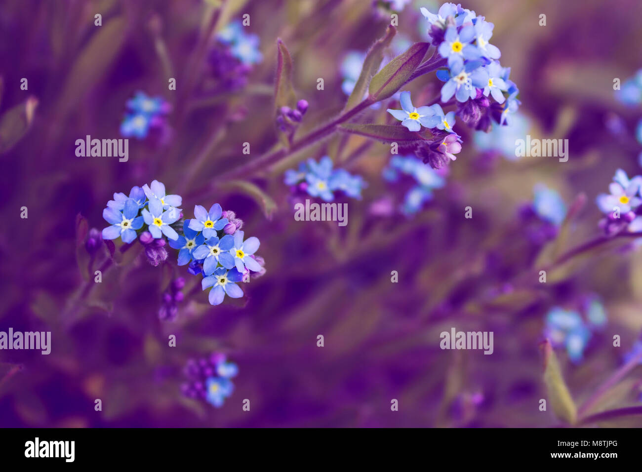 Beautiful soft blue flowers on a blurred background