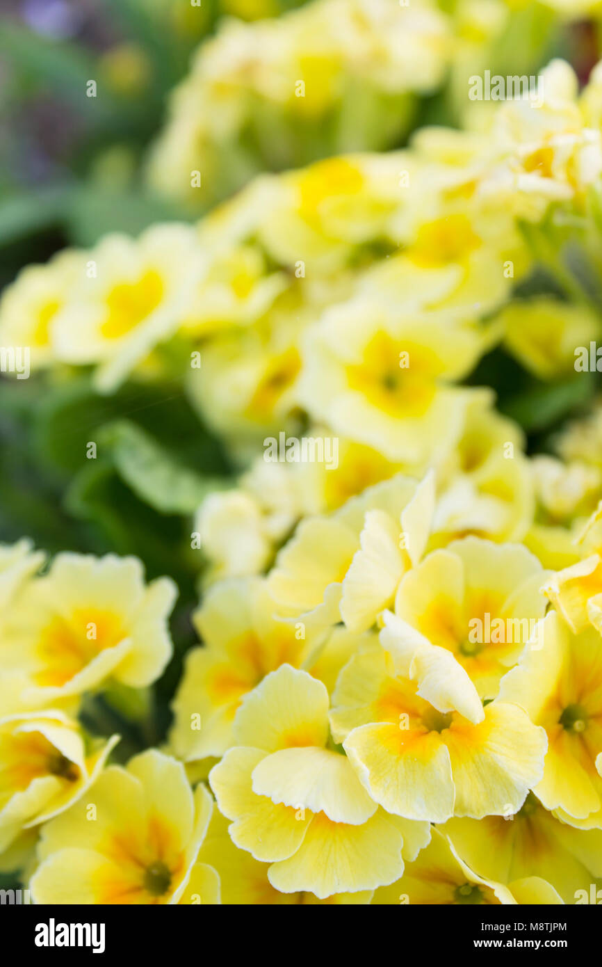 Blurred background with yellow primrose flowers. Selective focus at the bottom of the photo Stock Photo