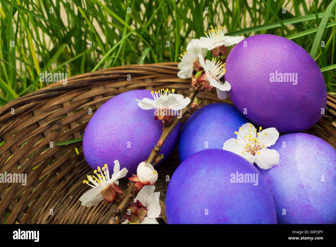 Lilac easter eggs with a flowering apricot branch in a basket in the ...
