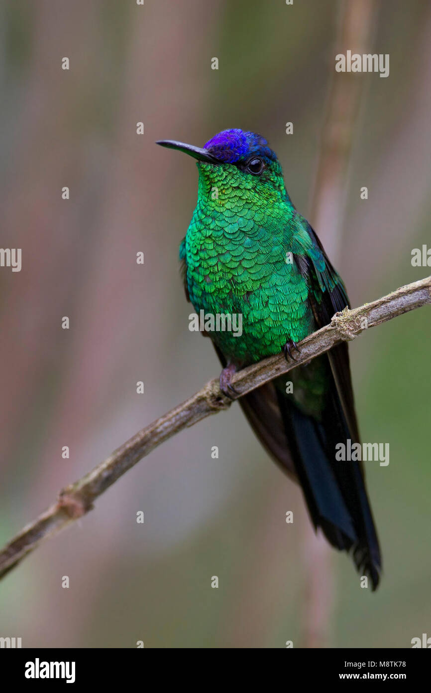 Violetkapbosnimf, Violet-capped Woodnymph Stock Photo