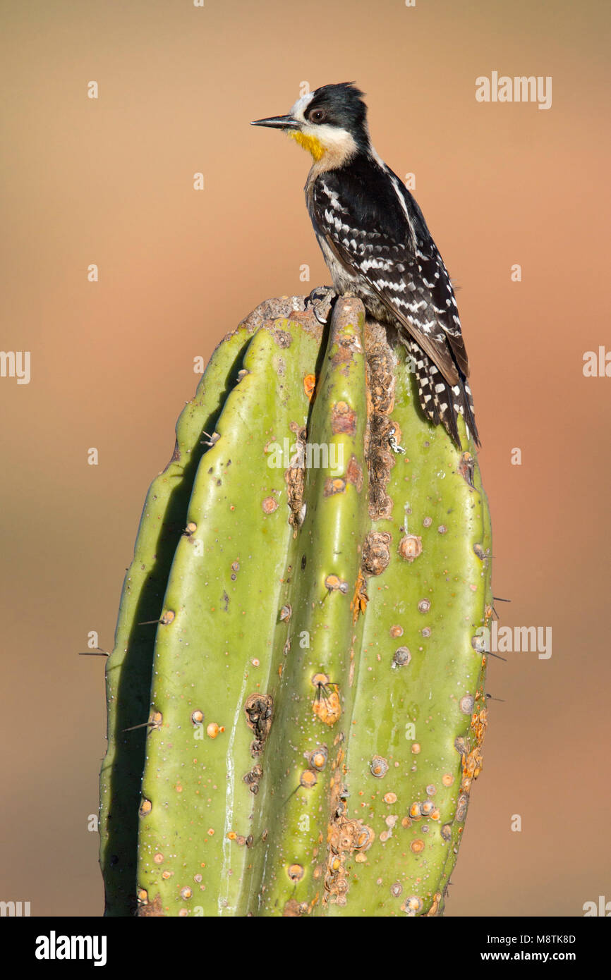 Cactusspecht zittend op cactus, White-fronted Woodpecker perched on cactus Stock Photo