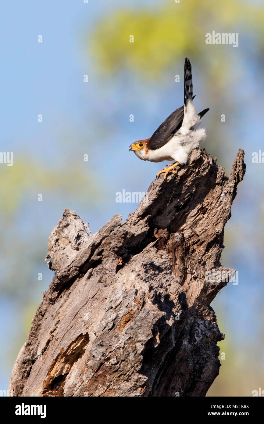Birmese Dwergvalk, White-rumped Falcon, Polihierax insignis Stock Photo