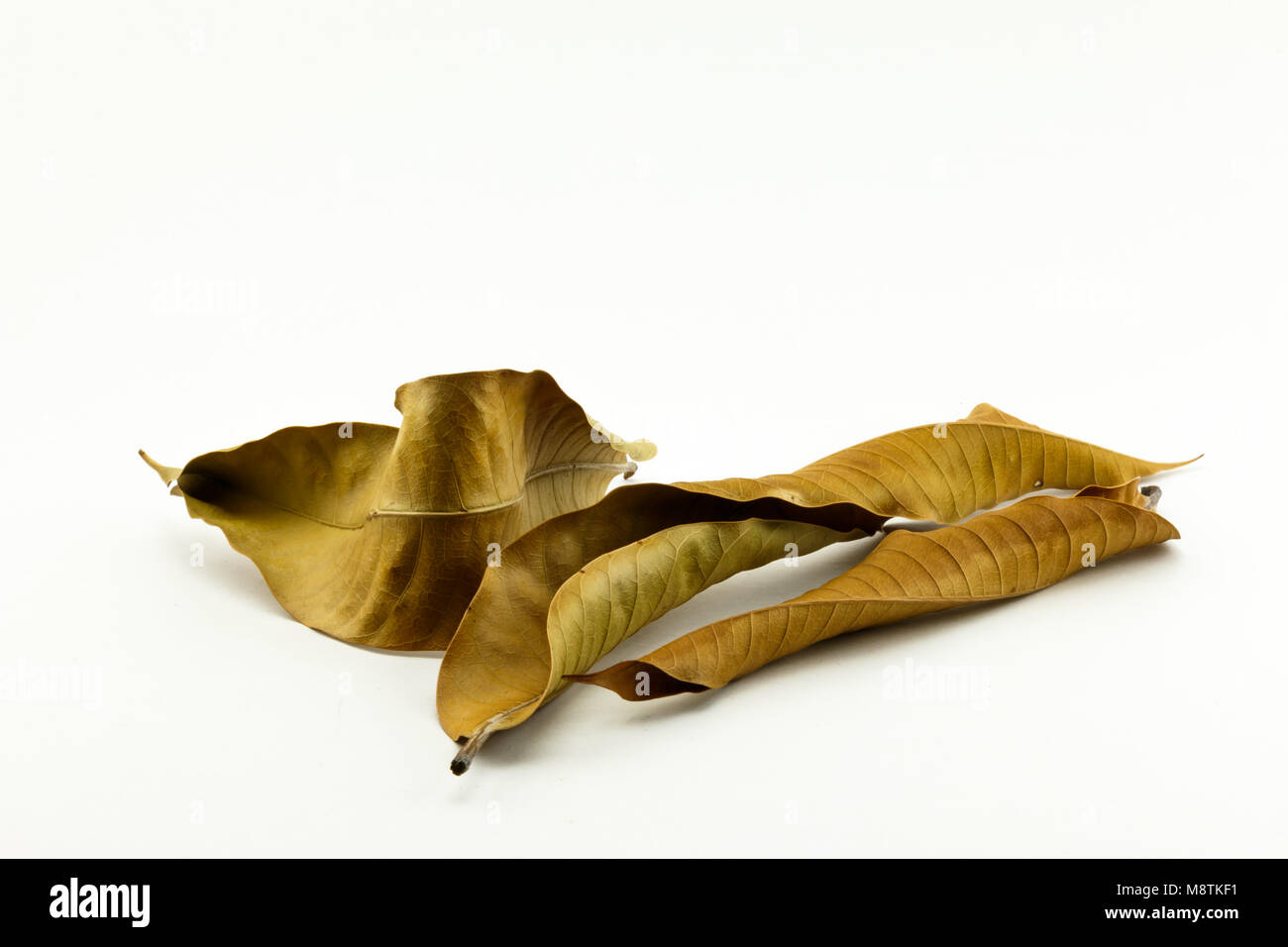 Dried Mango Leaf Isolated on white background Stock Photo Alamy