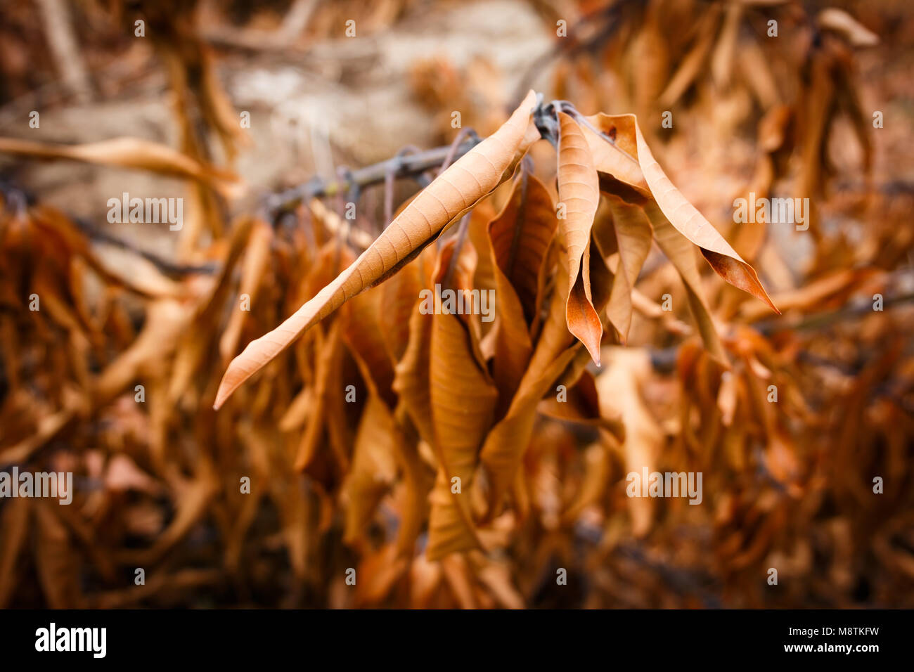 Dried Mango Leaf Stock Photo Alamy
