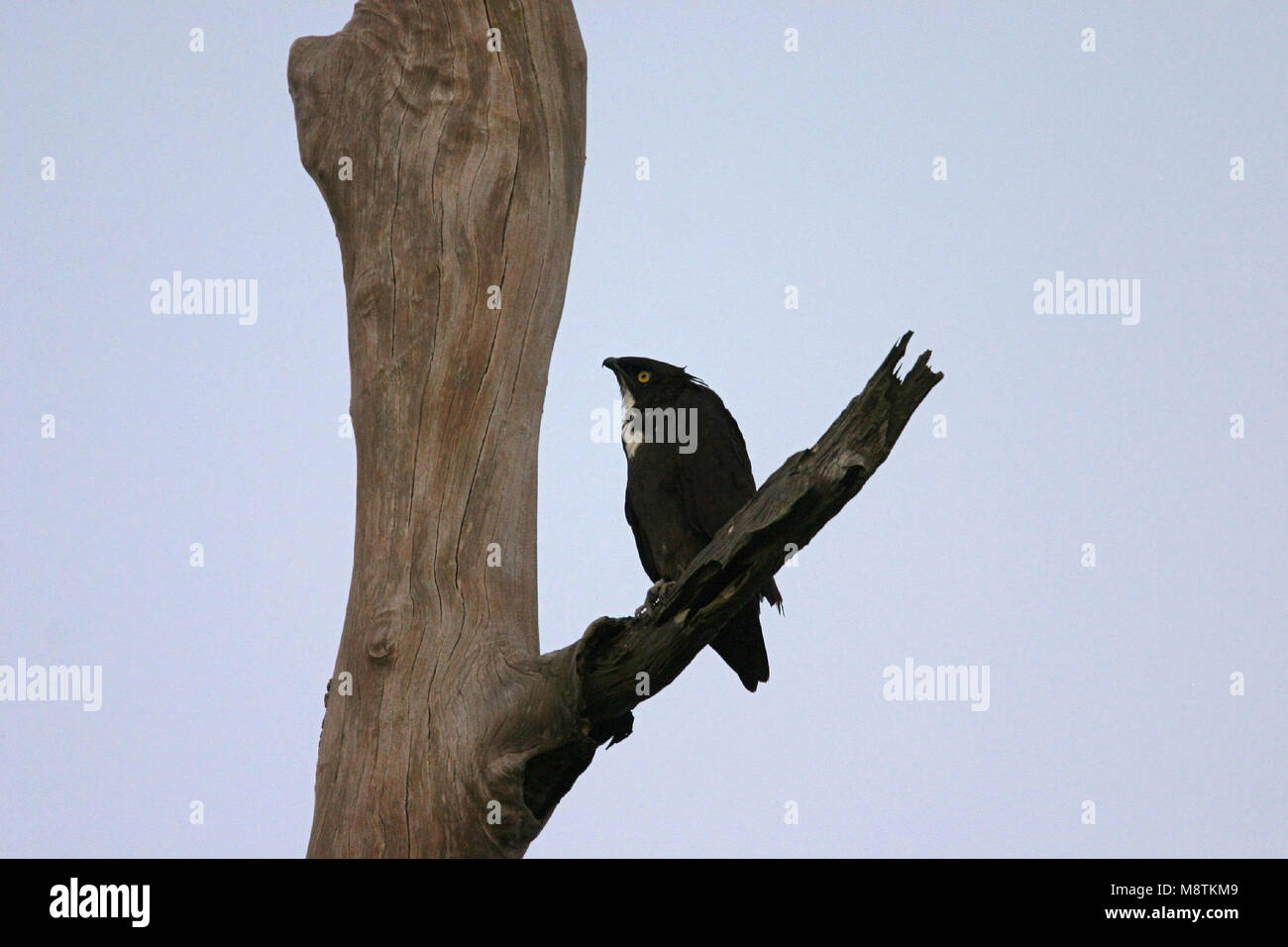Vleermuiswouw op een tak; Bat Hawk perched on a branch Stock Photo