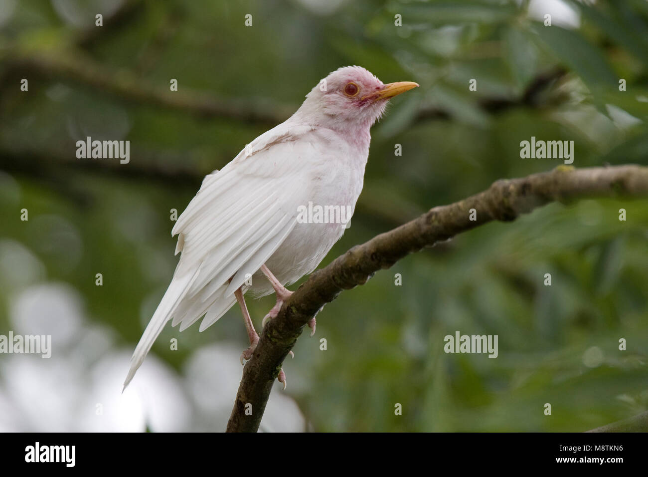 Merel albino; Blackbird albino Stock Photo